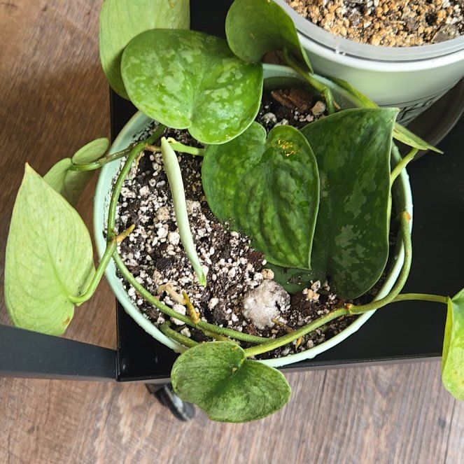 Photo of the plant species Scindapsus Exotica by @NovaRenatus named Solaris on Greg, the plant care app