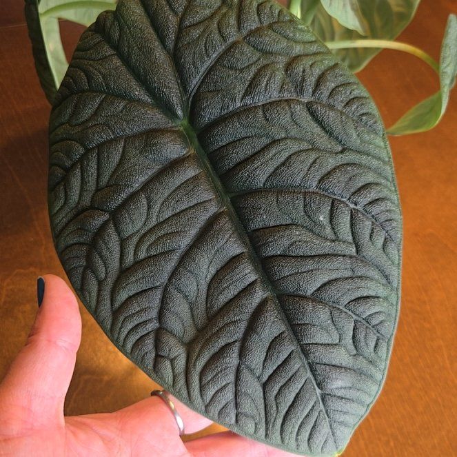 Photo of the plant species Alocasia 'Rugosa' by @NovaRenatus named Melo on Greg, the plant care app