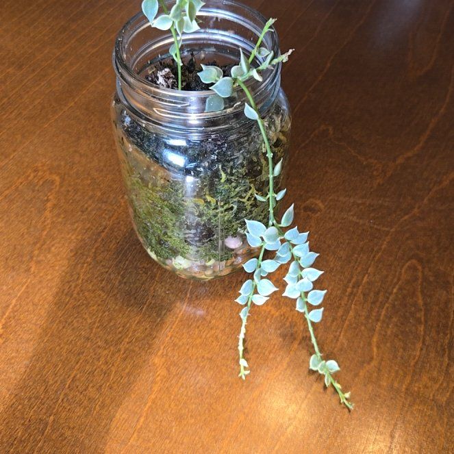 Photo of the plant species Million Hearts Dischidia by @NovaRenatus named Gates on Greg, the plant care app