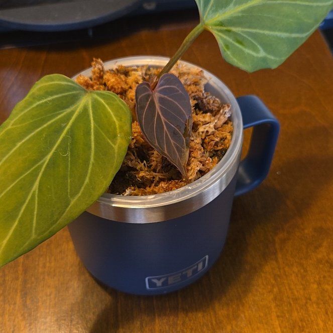 Photo of the plant species Anthurium King of Spades by @NovaRenatus named Butterfly on Greg, the plant care app