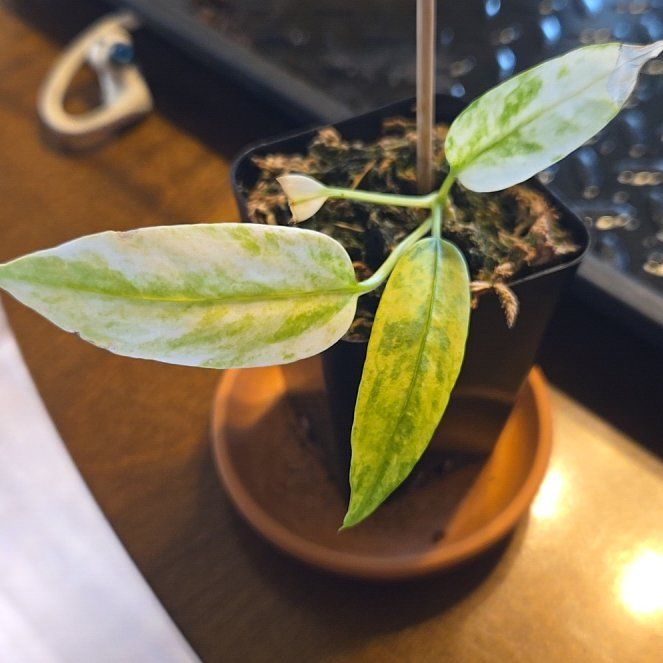 Photo of the plant species Anthurium Vittariifolium Variegated by @NovaRenatus named Madonna on Greg, the plant care app