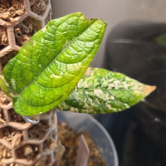 Photo of the plant species Piper parmatum by @NovaRenatus named Tricolor Camouflage on Greg, the plant care app