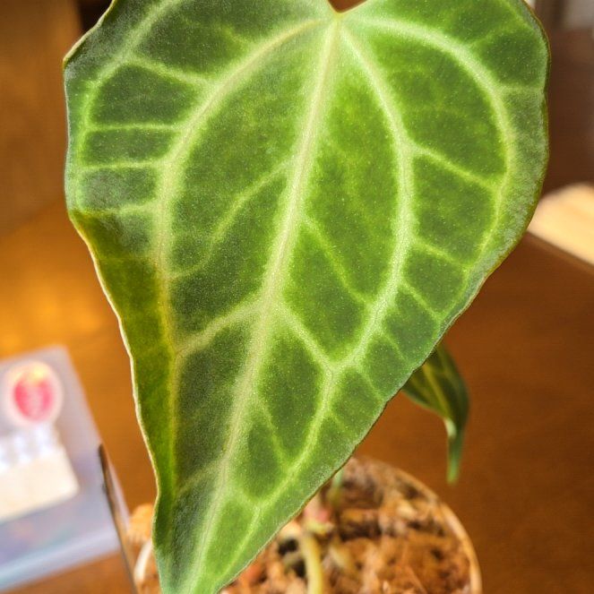 Photo of the plant species Anthurium King Of Clari by @NovaRenatus named Mufasa on Greg, the plant care app