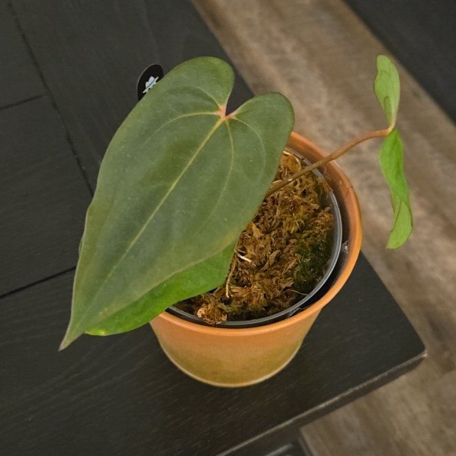 Photo of the plant species RVDP Black Sweet by @NovaRenatus named Bigleef Smalls on Greg, the plant care app