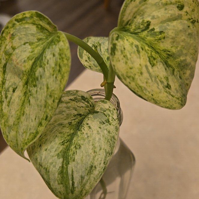 Photo of the plant species Scindapsus Exotica by @NovaRenatus named Peasun on Greg, the plant care app