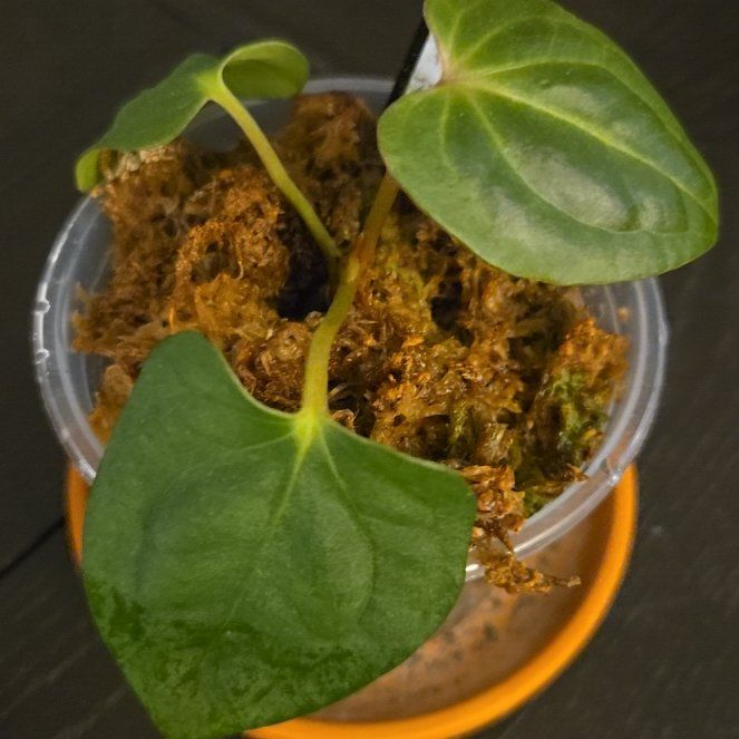 Photo of the plant species Anthurium King of Spades by @NovaRenatus named Wide Sinus on Greg, the plant care app
