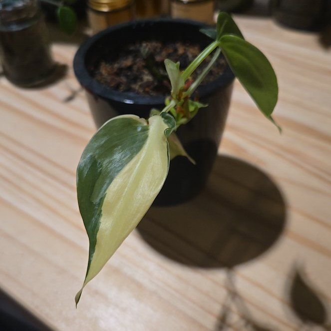 Photo of the plant species Philodendron cream splash by @NovaRenatus named Huckleberry Fern on Greg, the plant care app