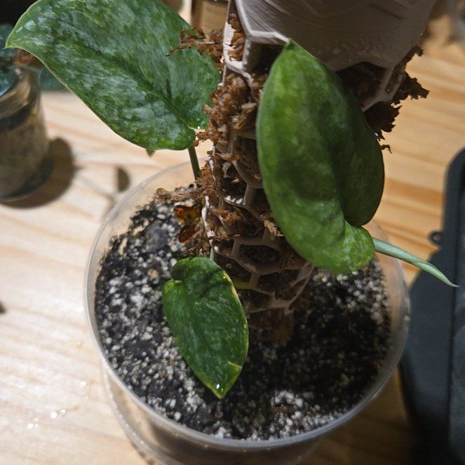 Photo of the plant species Scindapsus Exotica by @NovaRenatus named Kusuma on Greg, the plant care app