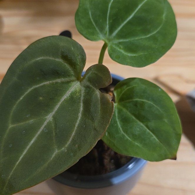 Photo of the plant species Anthurium by @NovaRenatus named King of Spades x (Zara x Michelle) on Greg, the plant care app