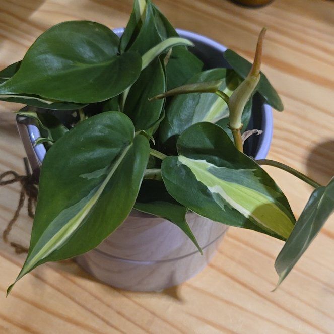 Photo of the plant species philodendron silver stripe by @NovaRenatus named Surya on Greg, the plant care app