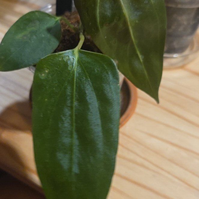 Photo of the plant species Assorted Anthurium by @NovaRenatus named Portillae XDF Clone on Greg, the plant care app