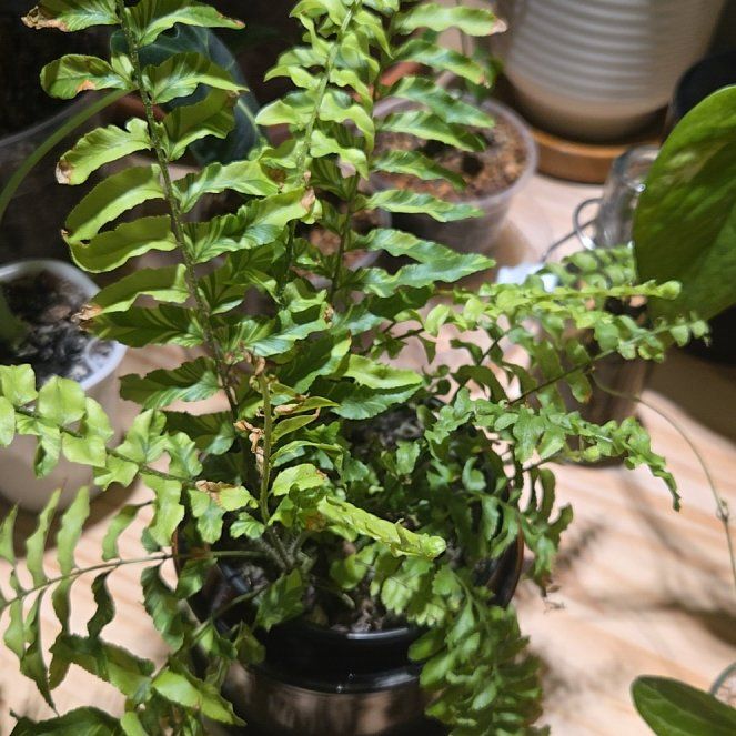 Photo of the plant species Tiger Fern by @NovaRenatus named Mochi on Greg, the plant care app