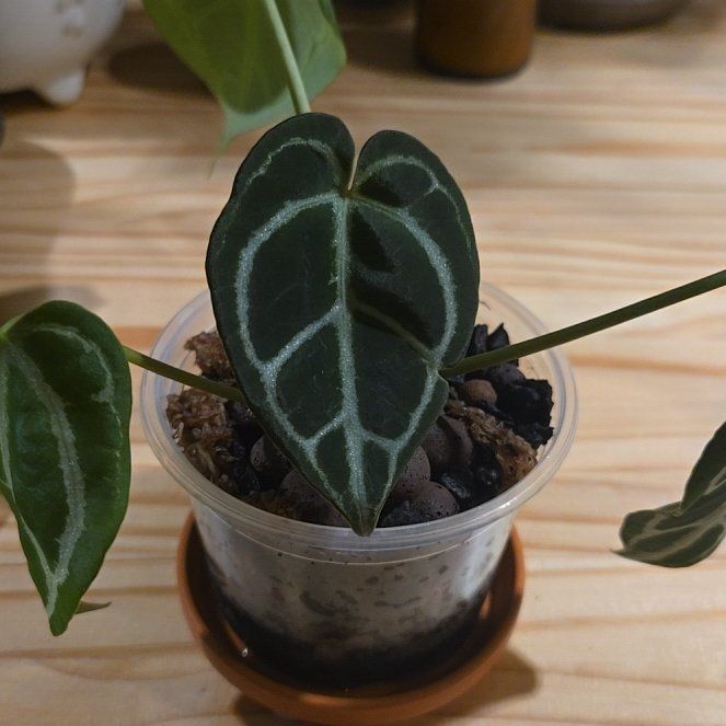 Photo of the plant species Anthurium Dorayaki by @NovaRenatus named Dorayaki x Queen Crystal on Greg, the plant care app