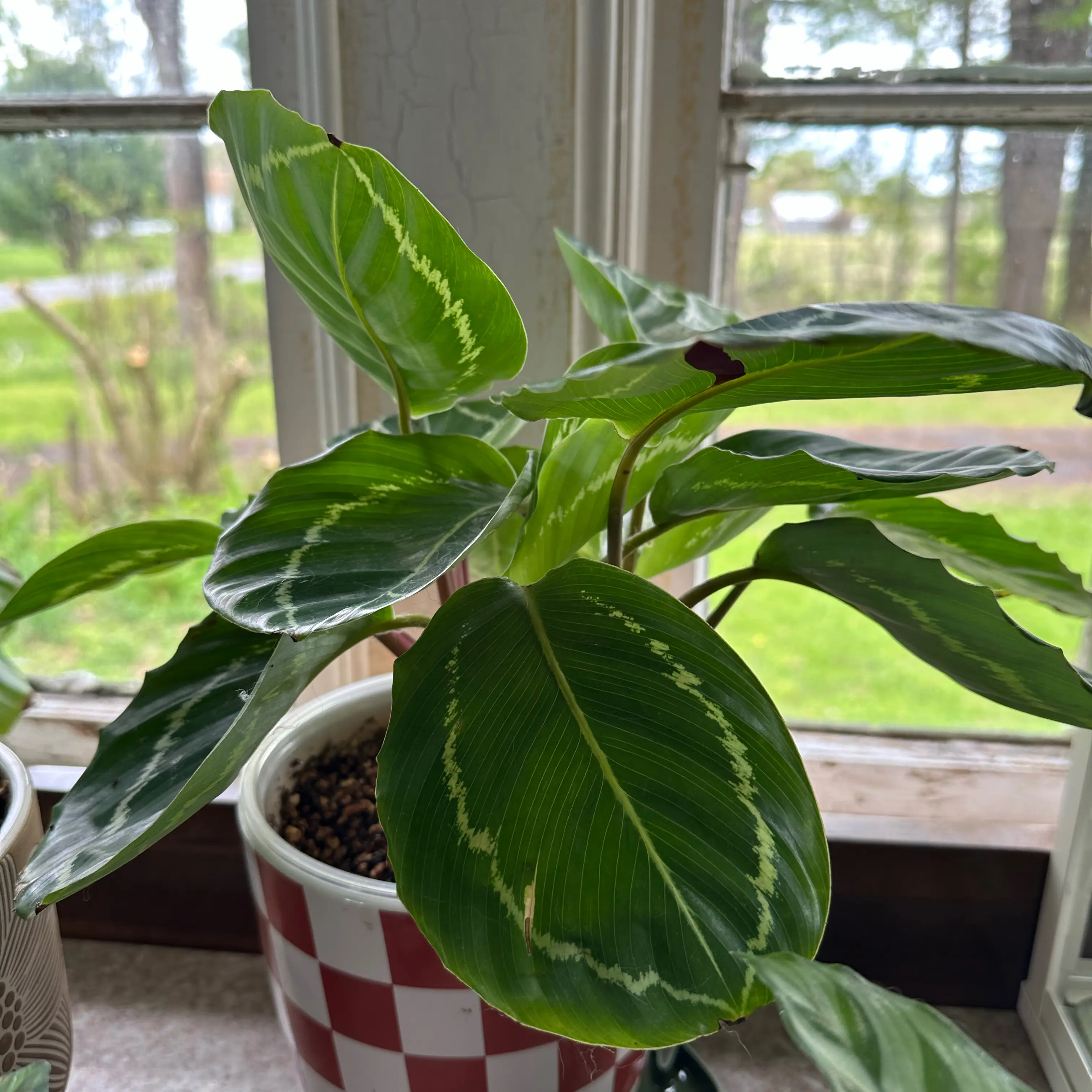Photo of the plant species Green Goddess by @quadmoniker named Verna on Greg, the plant care app