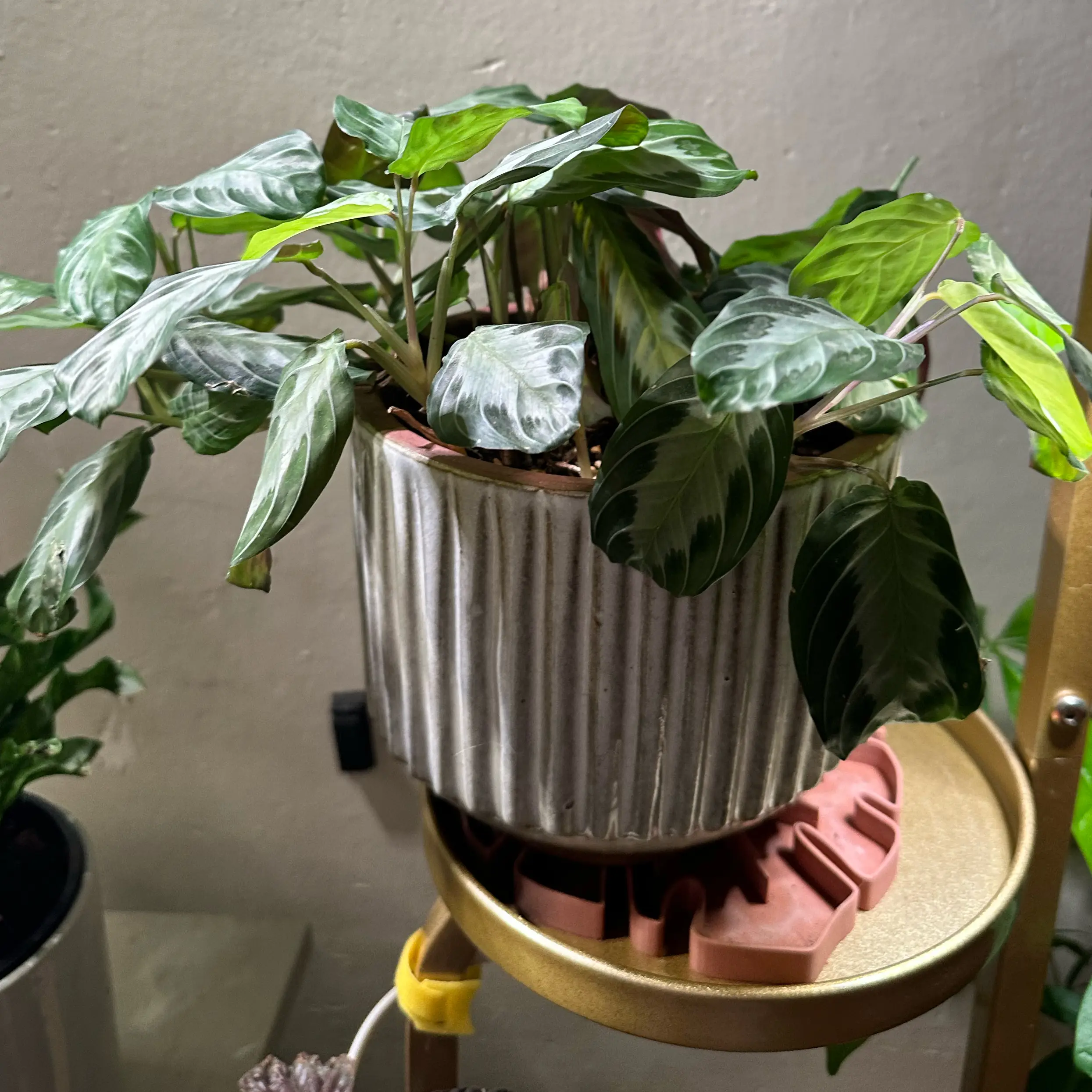 Photo of the plant species Maranta 'Silver Band' by @quadmoniker named Nemo on Greg, the plant care app