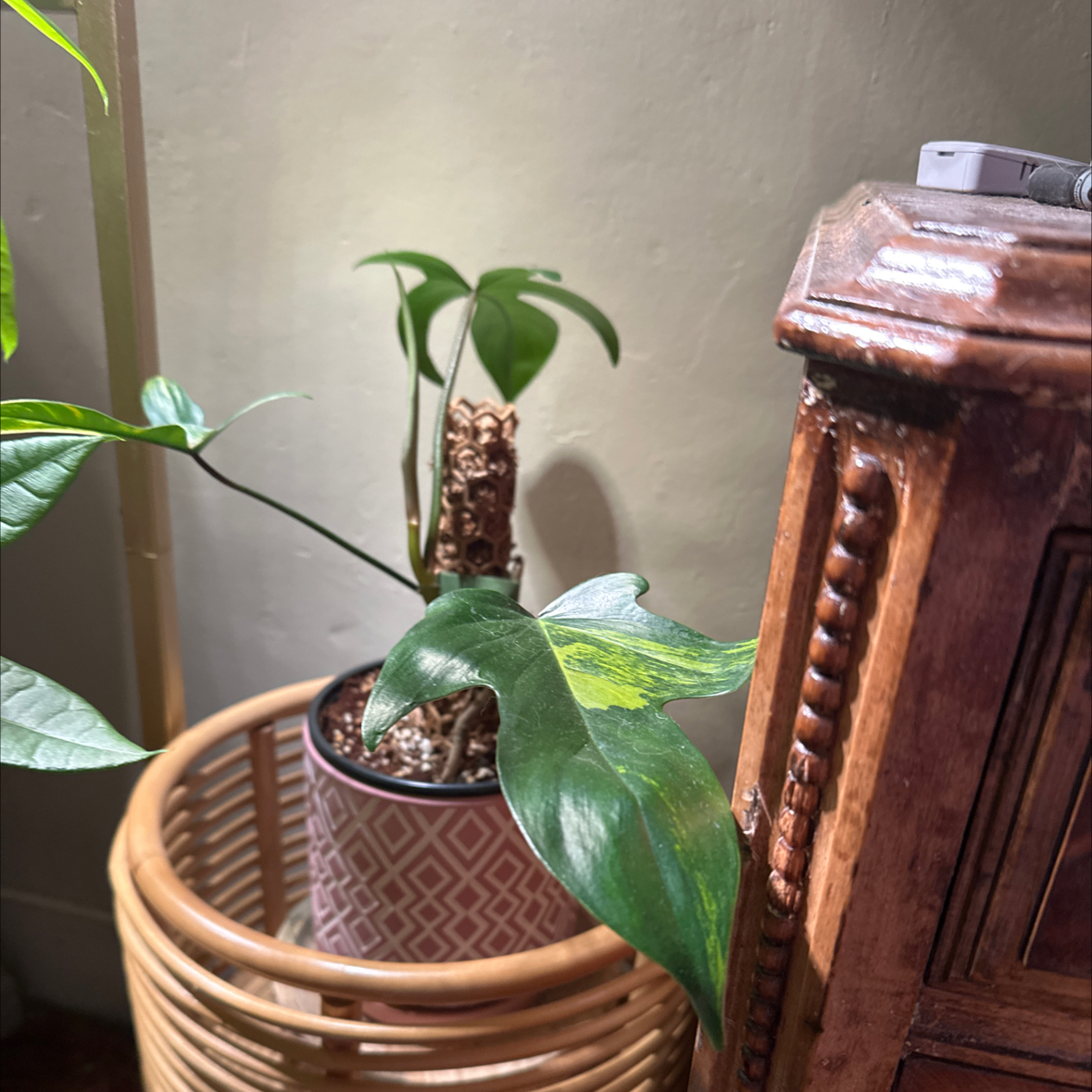 Photo of the plant species Florida Beauty by @quadmoniker named Sonora on Greg, the plant care app