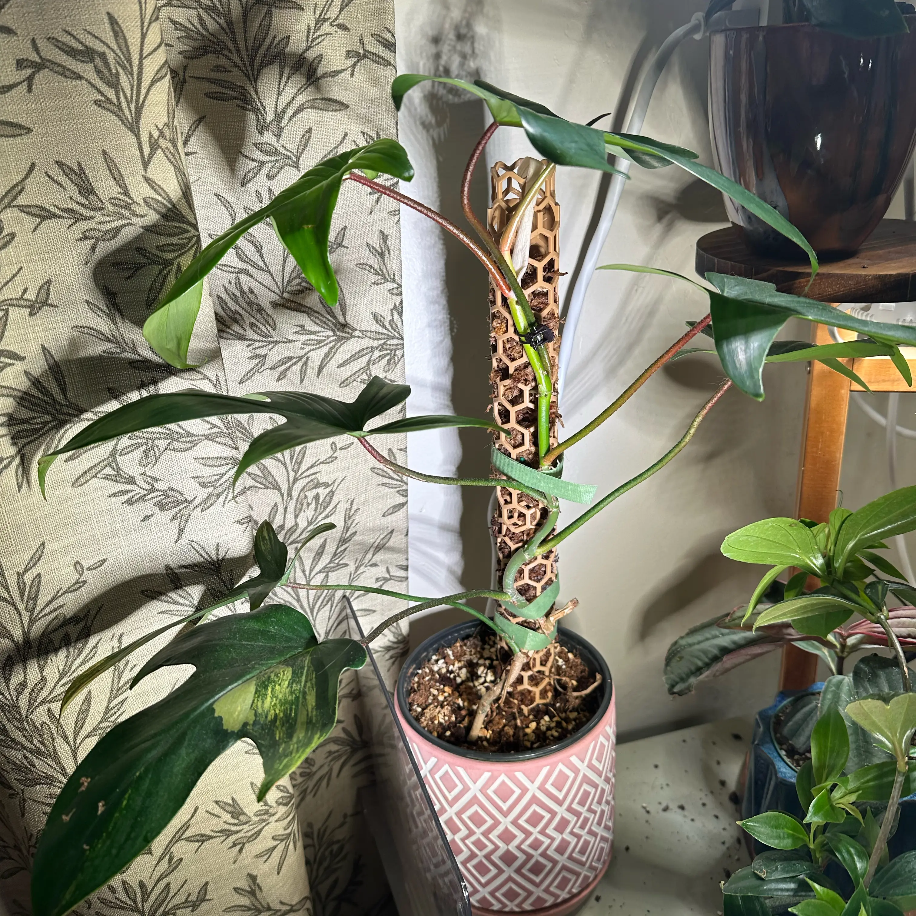Photo of the plant species Florida Beauty by @quadmoniker named Sonora on Greg, the plant care app