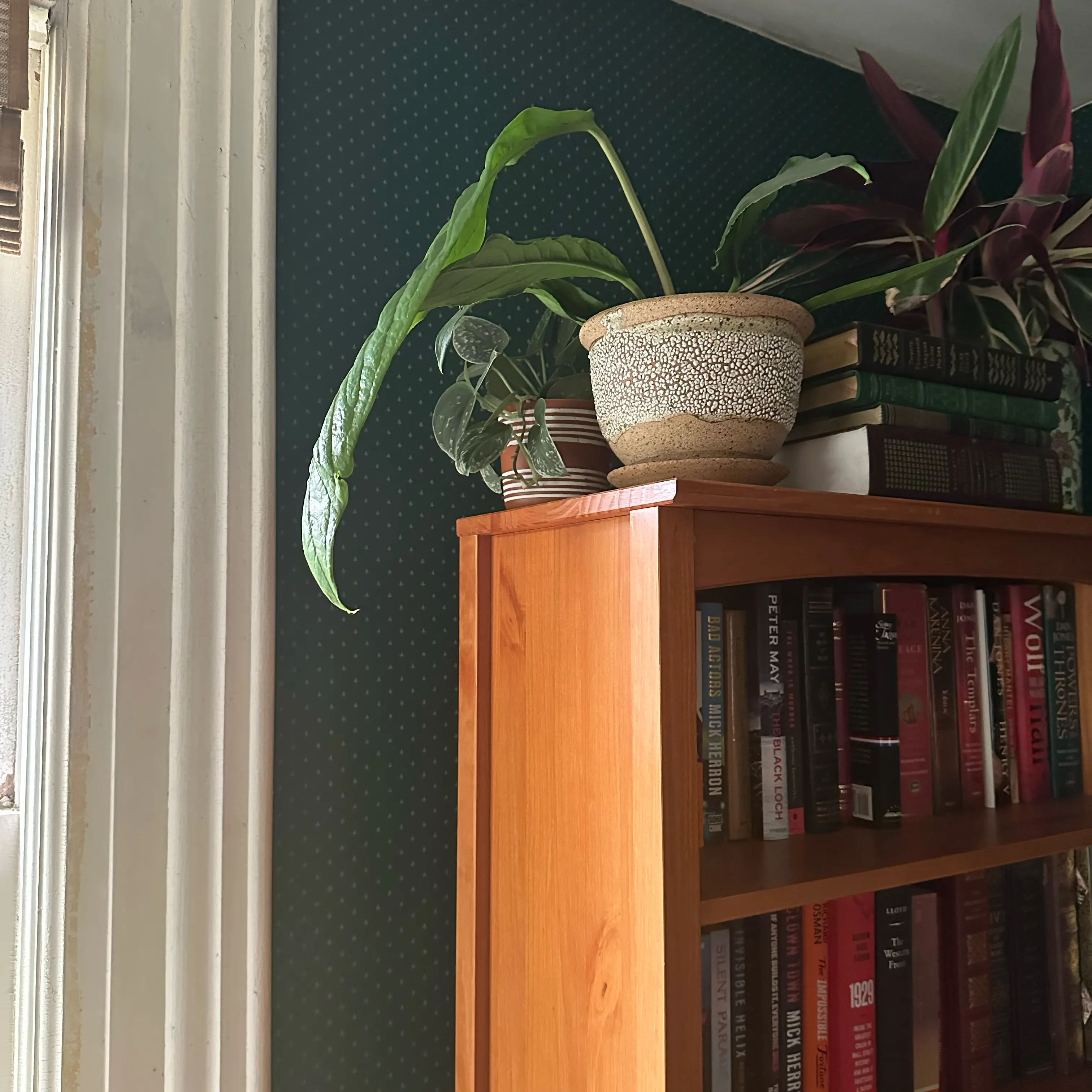 Photo of the plant species Anthurium Big Bill by @quadmoniker named Bill on Greg, the plant care app