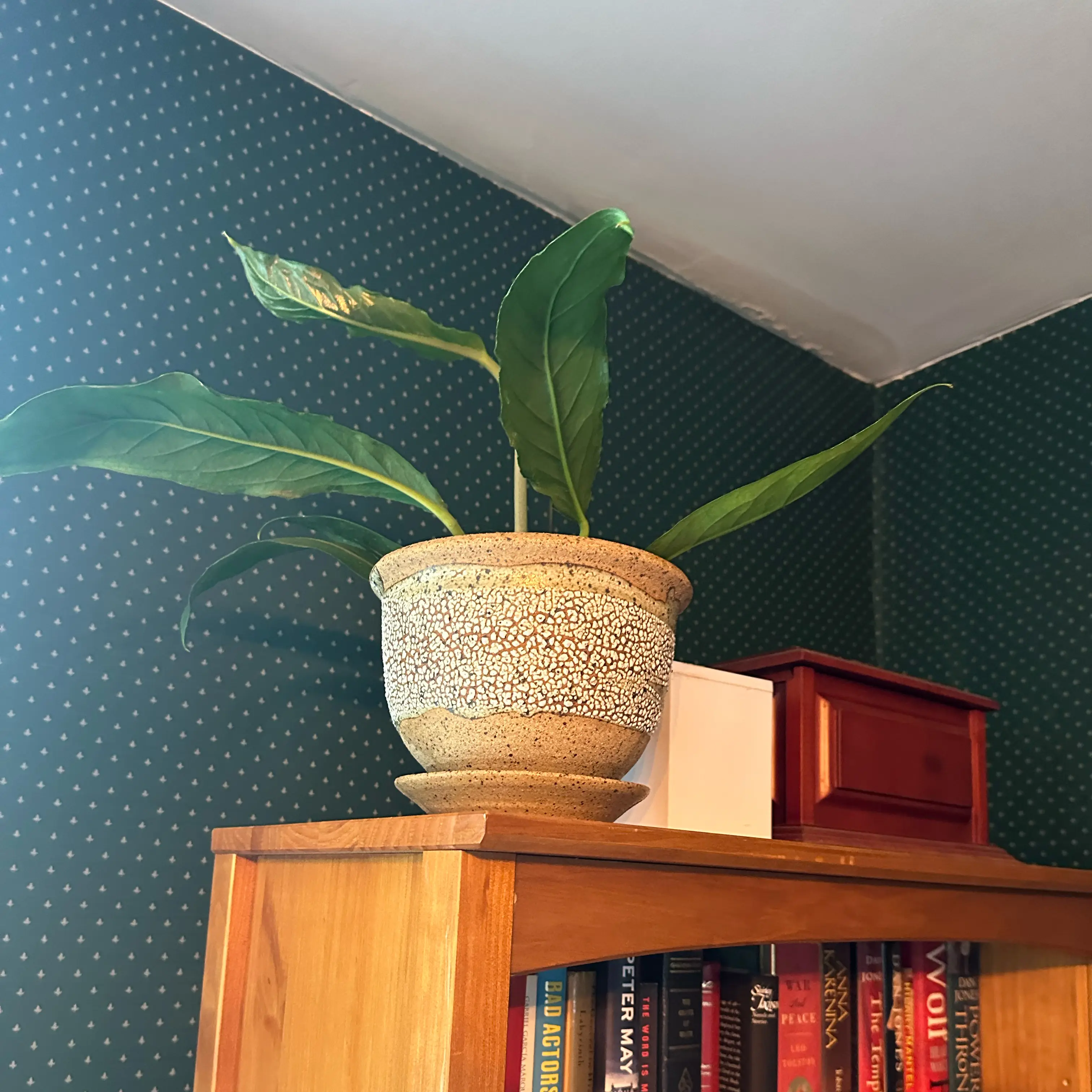 Photo of the plant species Anthurium Big Bill by @quadmoniker named Bill on Greg, the plant care app
