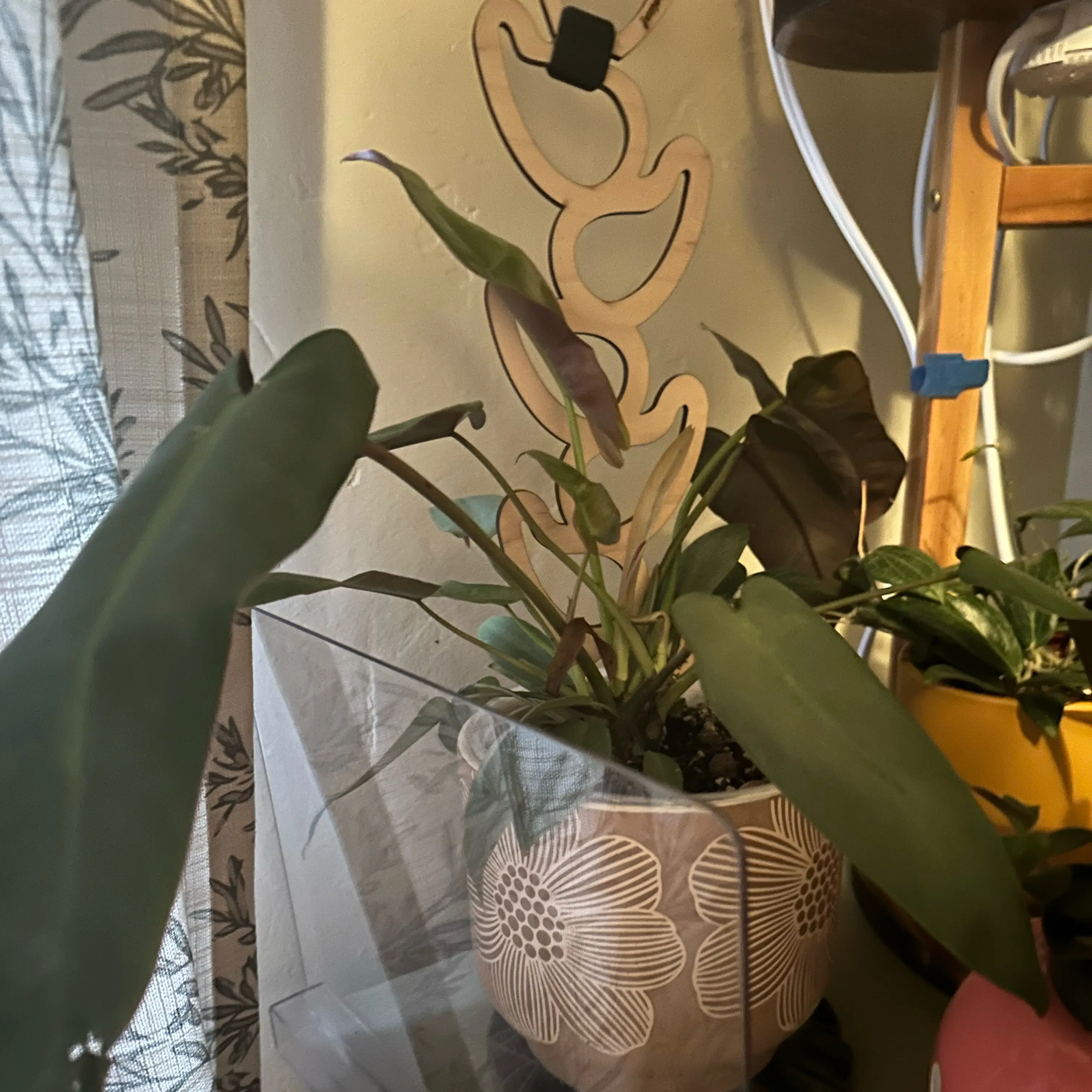 Photo of the plant species Philodendron atabapoense by @quadmoniker named Pax on Greg, the plant care app