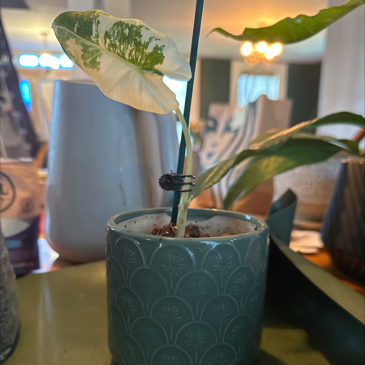 Photo of the plant species Variegated Alocasia Frydek by @quadmoniker named Lola on Greg, the plant care app