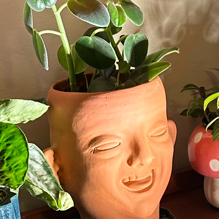 Photo of the plant species Felted Peperomia by @quadmoniker named Incana on Greg, the plant care app