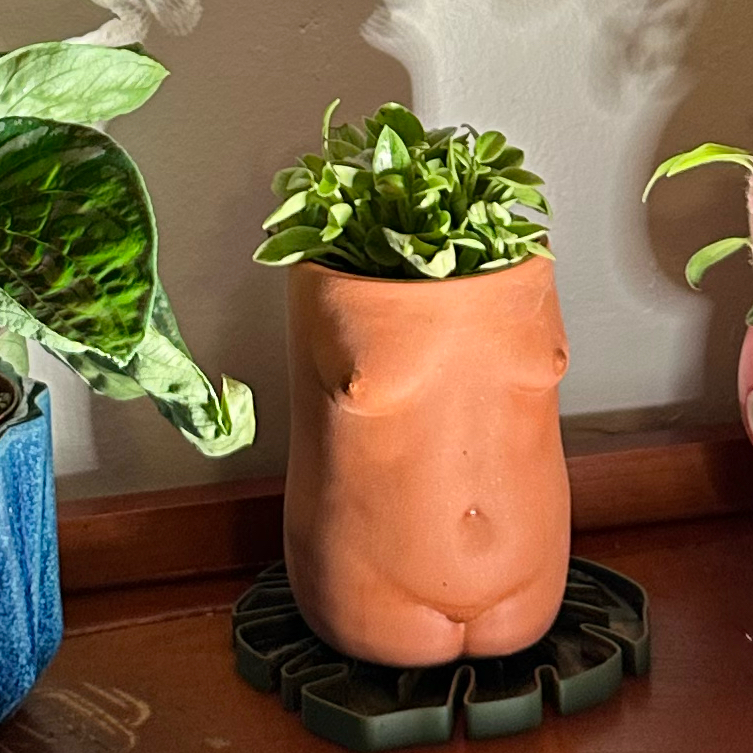 Photo of the plant species Peperomia meridiana by @quadmoniker named Meri on Greg, the plant care app