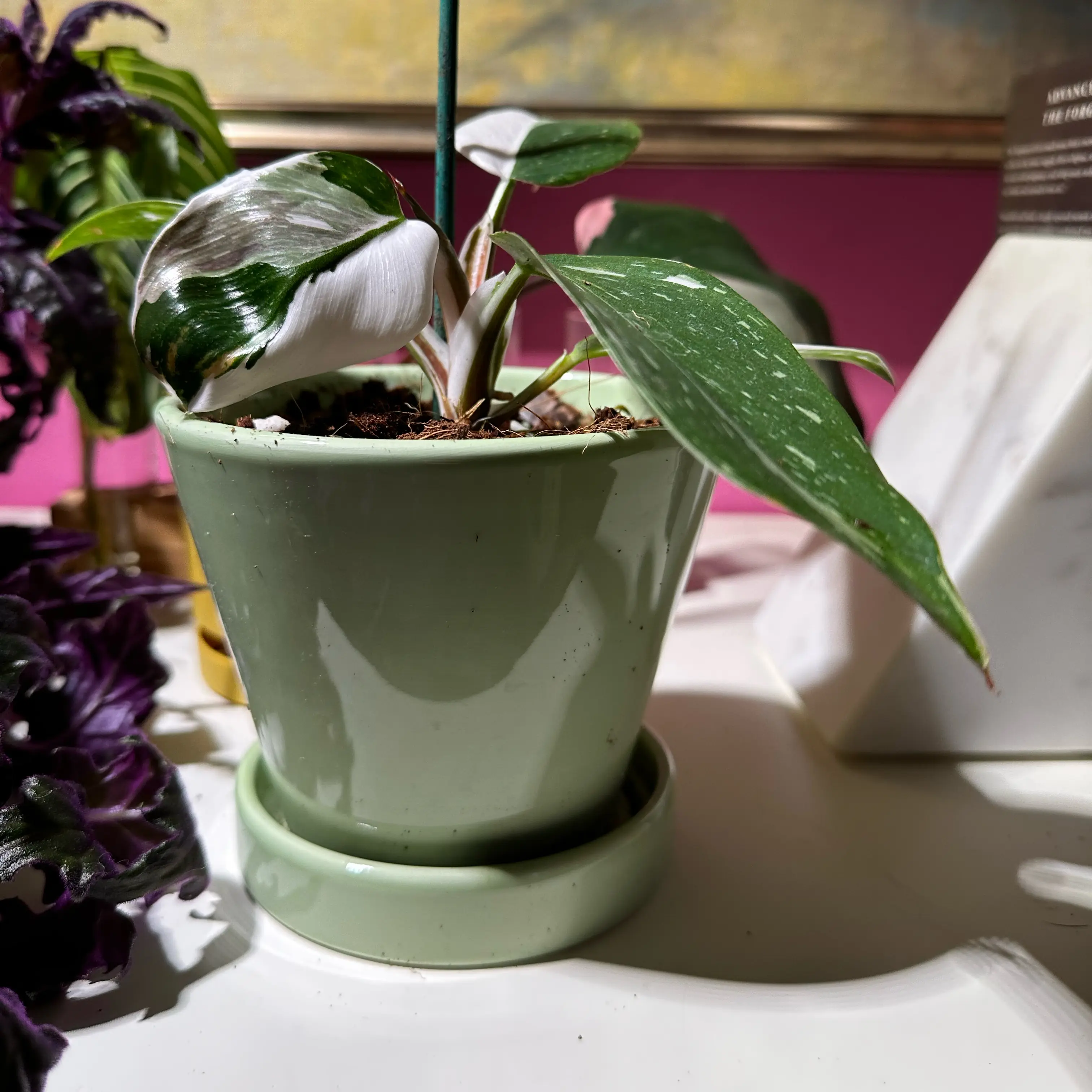 Photo of the plant species White Knight Philodendron by @quadmoniker named Walter on Greg, the plant care app
