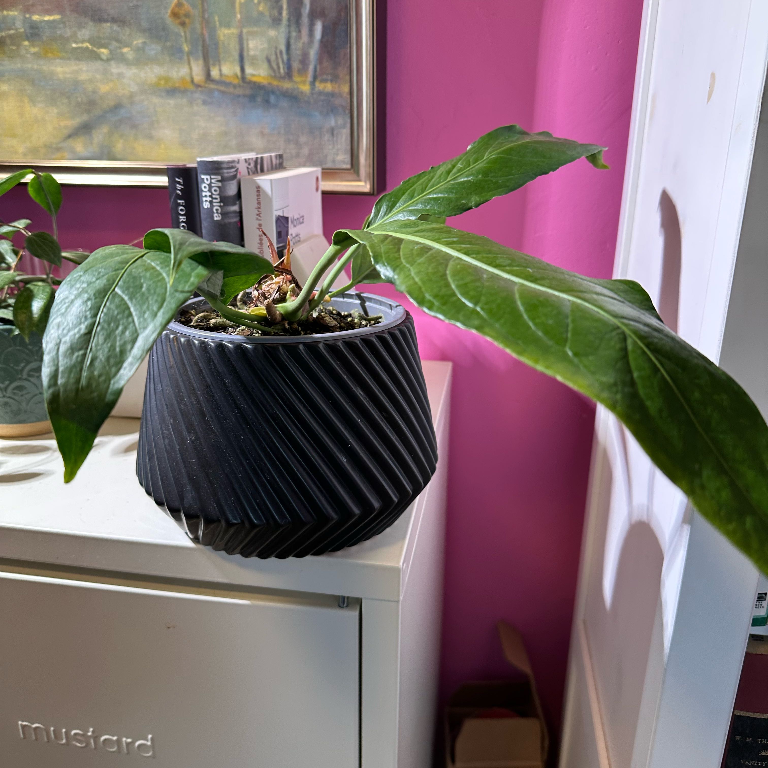 Photo of the plant species Anthurium Big Bill by @quadmoniker named Bill on Greg, the plant care app