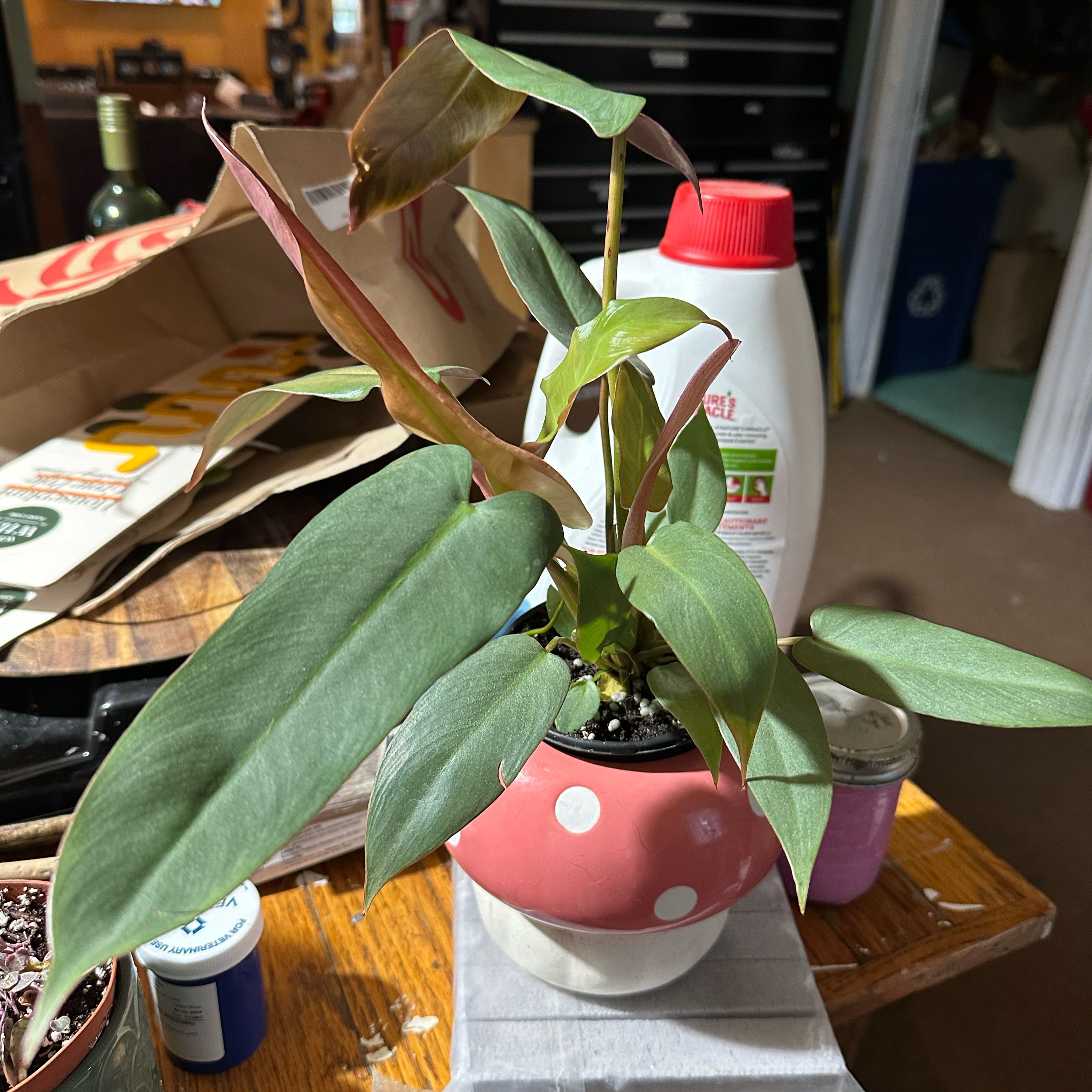 Photo of the plant species Philodendron atabapoense by @quadmoniker named Pax on Greg, the plant care app