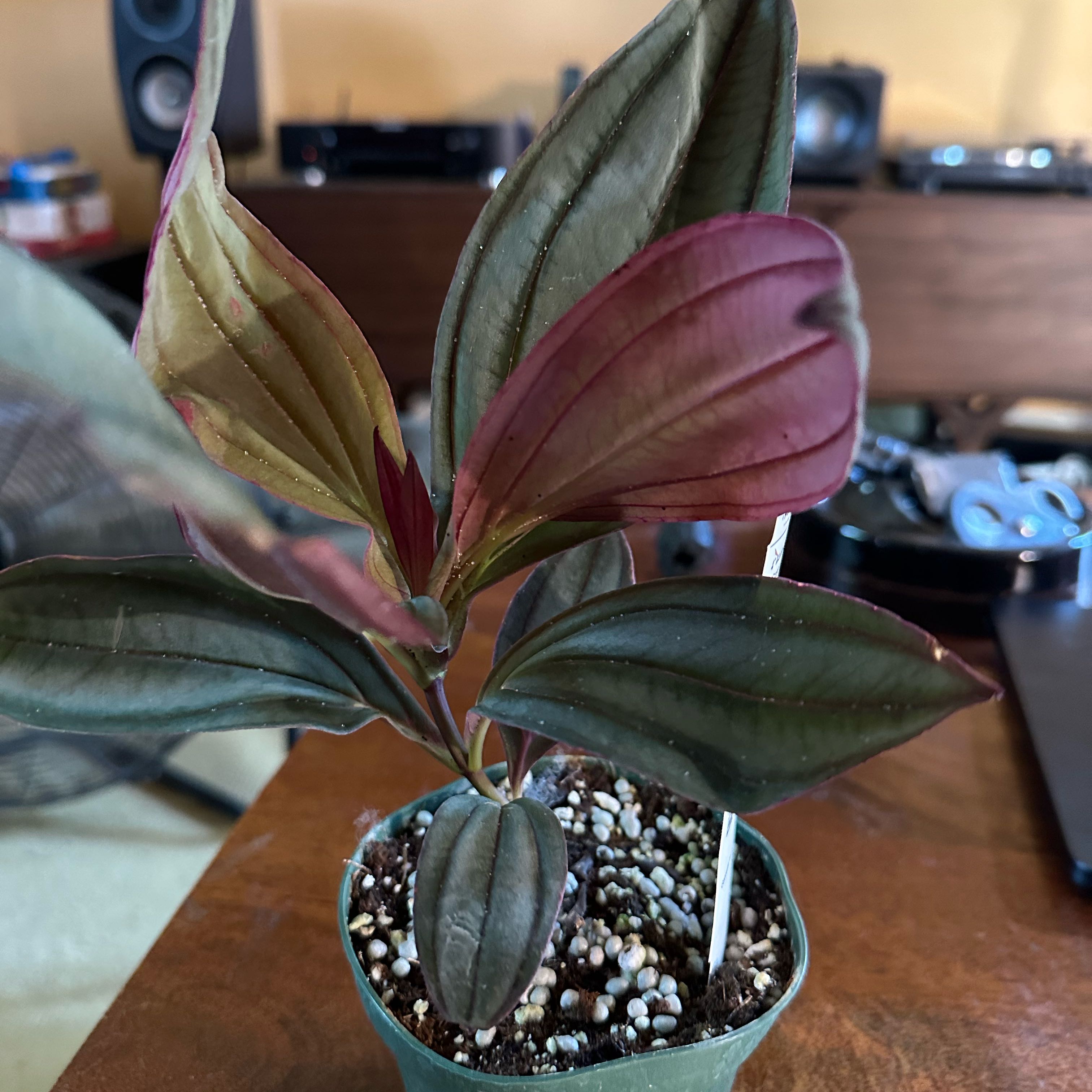 Photo of the plant species Purple Medinilla by @quadmoniker named Athena on Greg, the plant care app