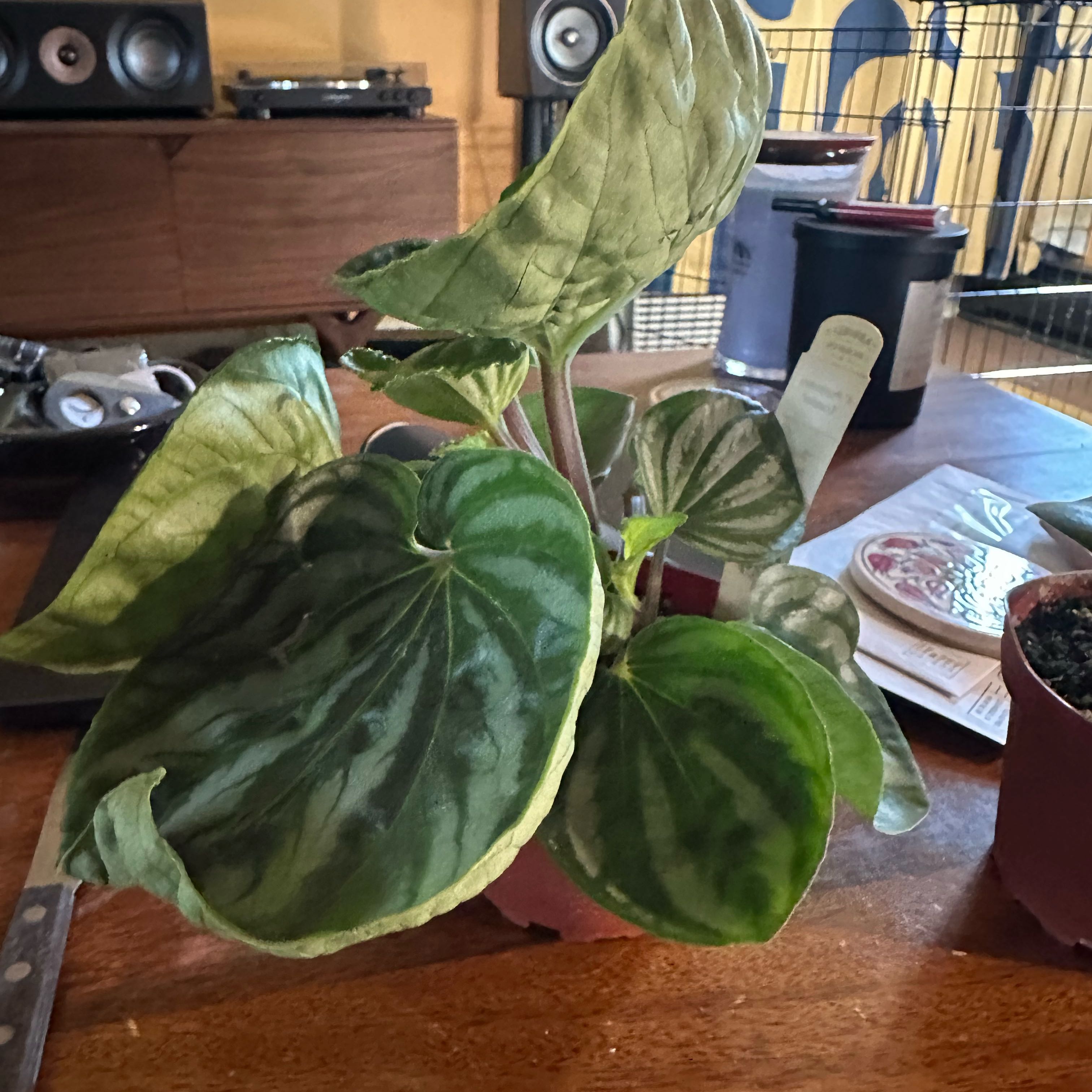 Photo of the plant species Peperomia Ecuador by @quadmoniker named Dora on Greg, the plant care app