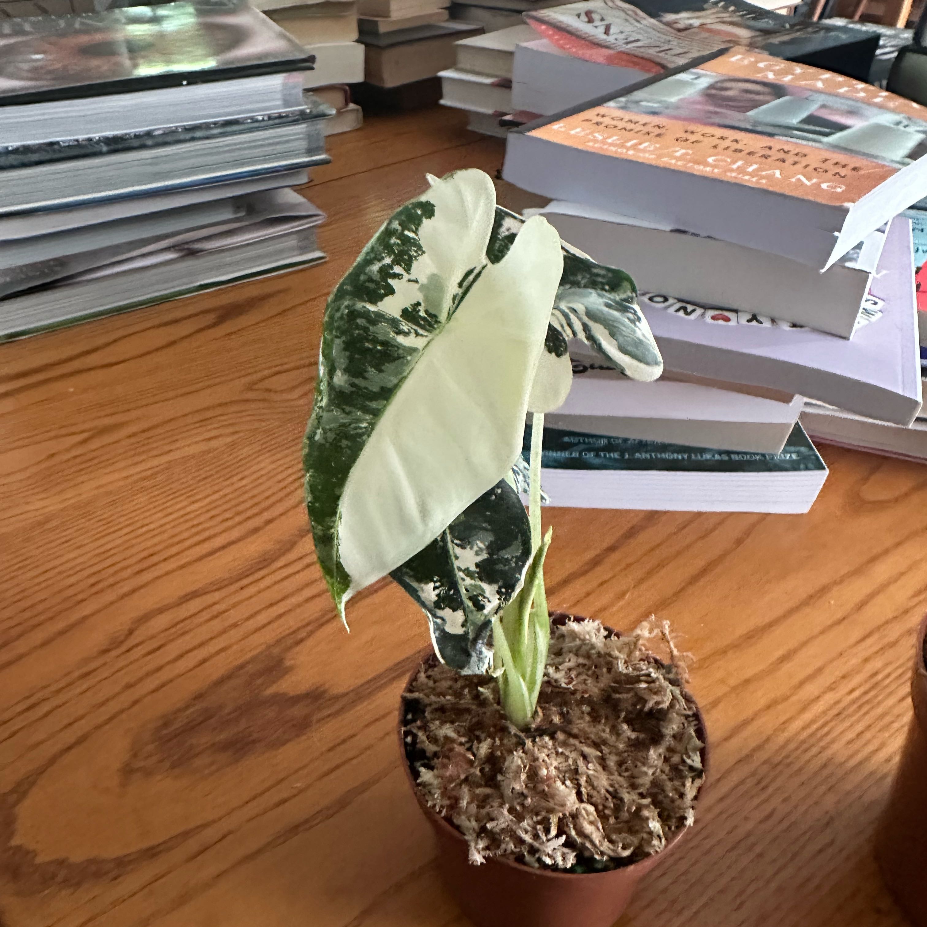 Photo of the plant species Variegated Alocasia Frydek by @quadmoniker named Lola on Greg, the plant care app