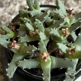 Photo of the plant species Stapelia Planiflora Jacq. by @ExactKentiapalm named Drake on Greg, the plant care app