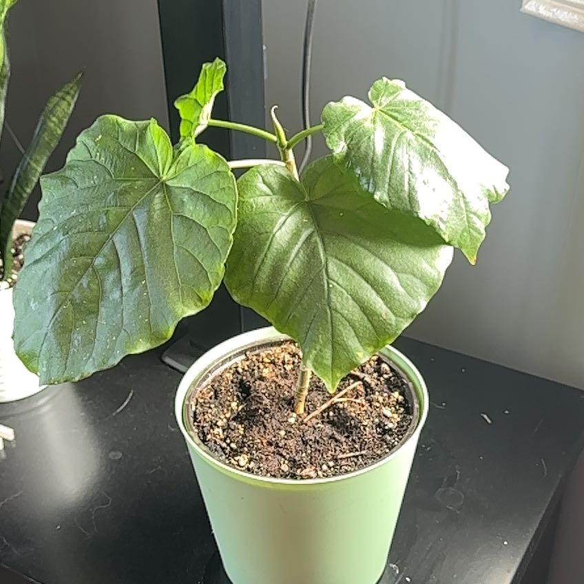 Photo of the plant species Ficus umbellata by @LegitRedginger named Baesil on Greg, the plant care app