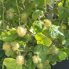 Photo of the plant species Fringed Passionflower by @PrimeTexassotol named Fernie Saunders on Greg, the plant care app