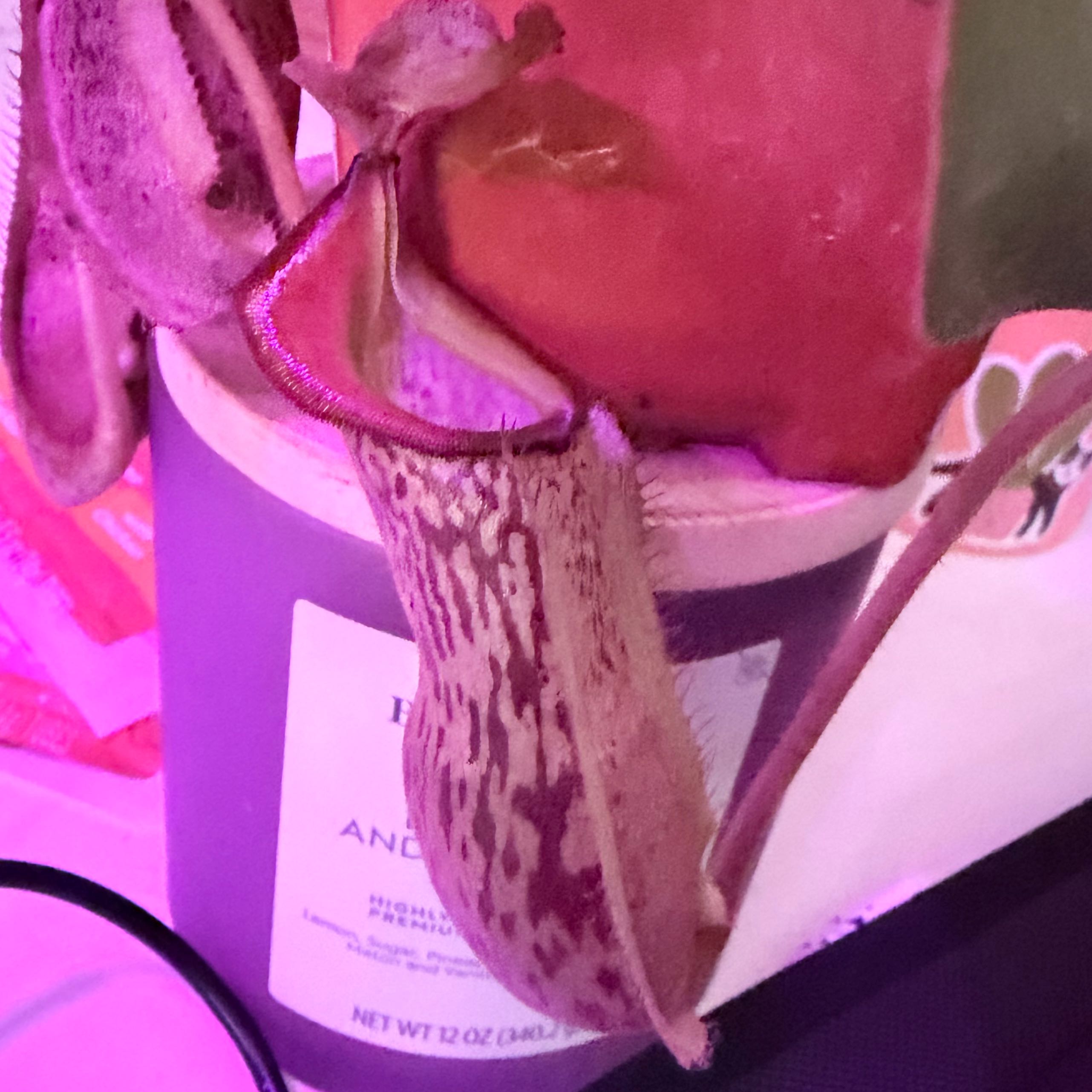 Photo of the plant species Pink Candy Cane Pitcher Plant by @SpookyLink named Diana on Greg, the plant care app