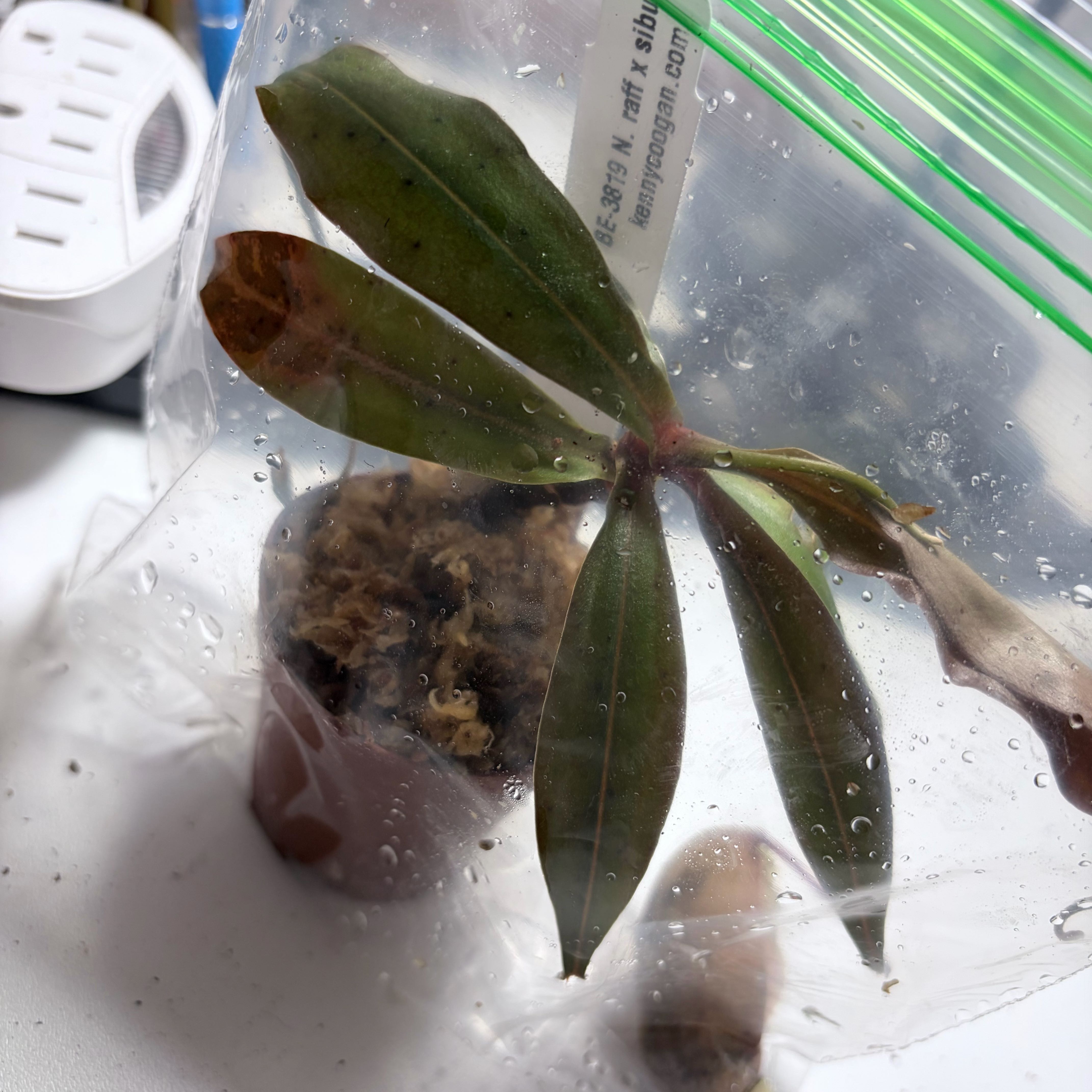 Photo of the plant species Nepenthes suki by @SpookyLink named Suki on Greg, the plant care app