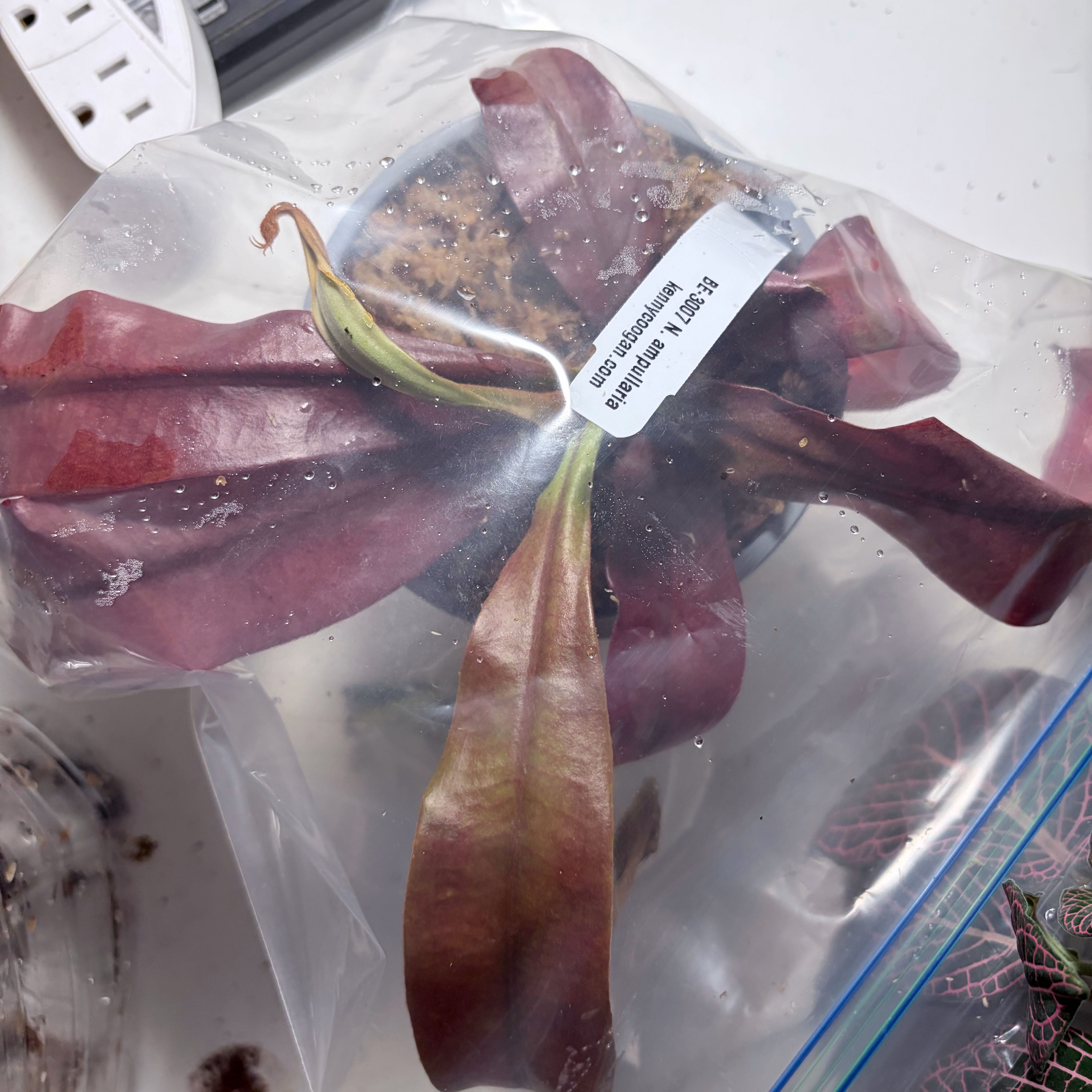Photo of the plant species Nepenthes mirabilis 'Winged' x Nepenthes ampullaria 'Black Miracle' by @SpookyLink named Bee on Greg, the plant care app