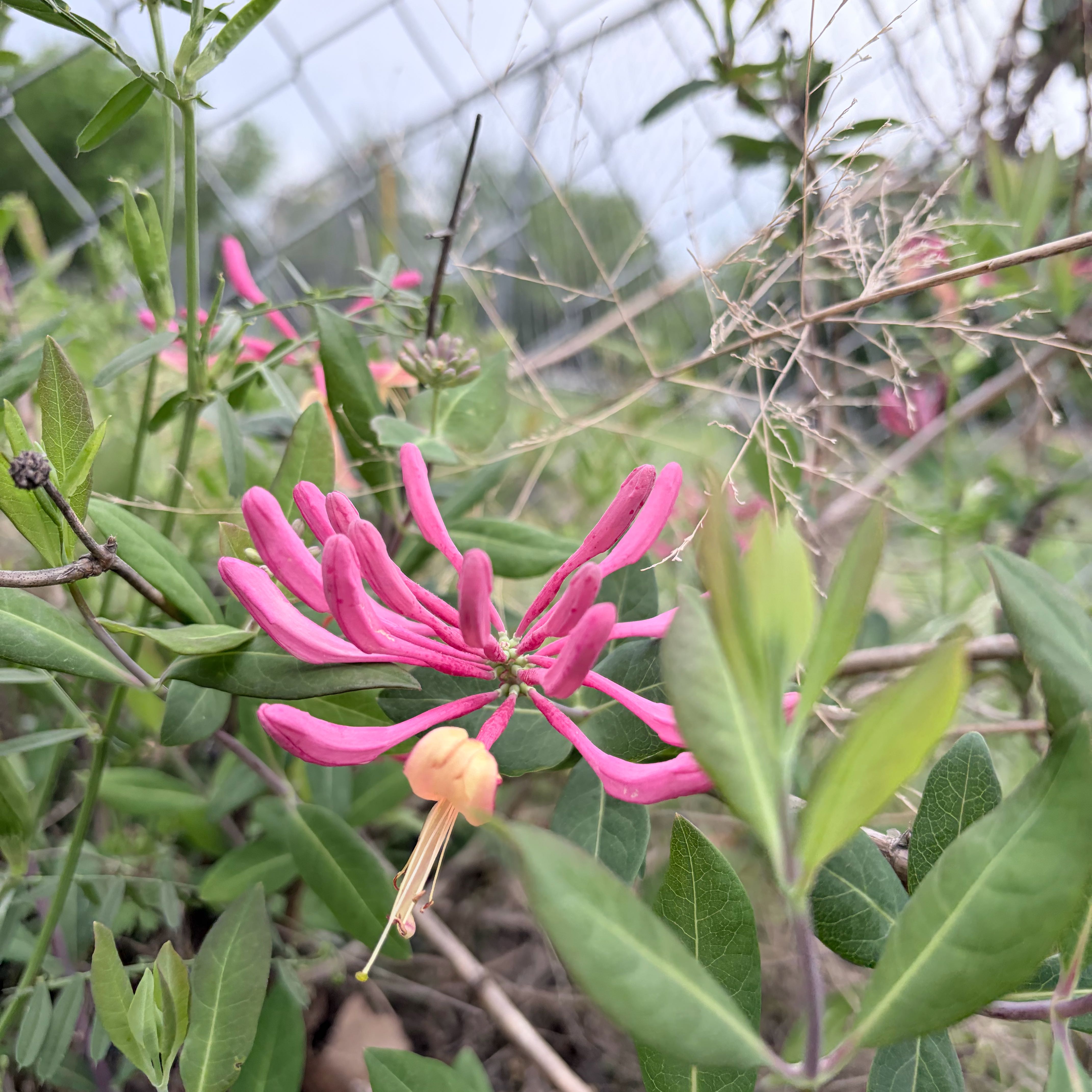 Photo of the plant species Etruscan Honeysuckle by @SpookyLink named Honey on Greg, the plant care app