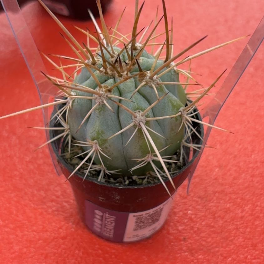 Photo of the plant species Browningia hertlingiana 'Album' by @SpookyLink named Cereus on Greg, the plant care app