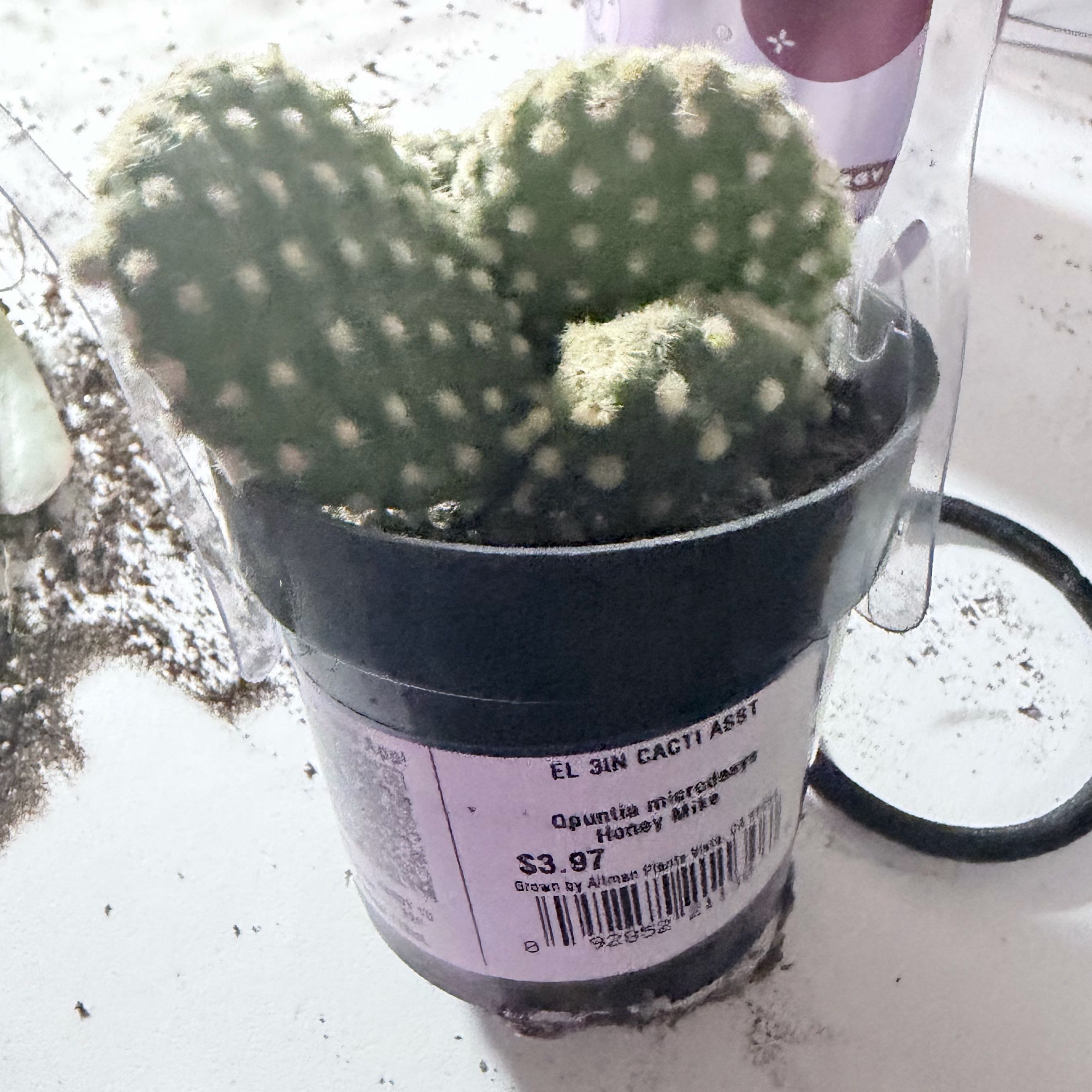 Photo of the plant species Bunny Ears Cactus 'Honey Mike' by @SpookyLink named Mikey on Greg, the plant care app
