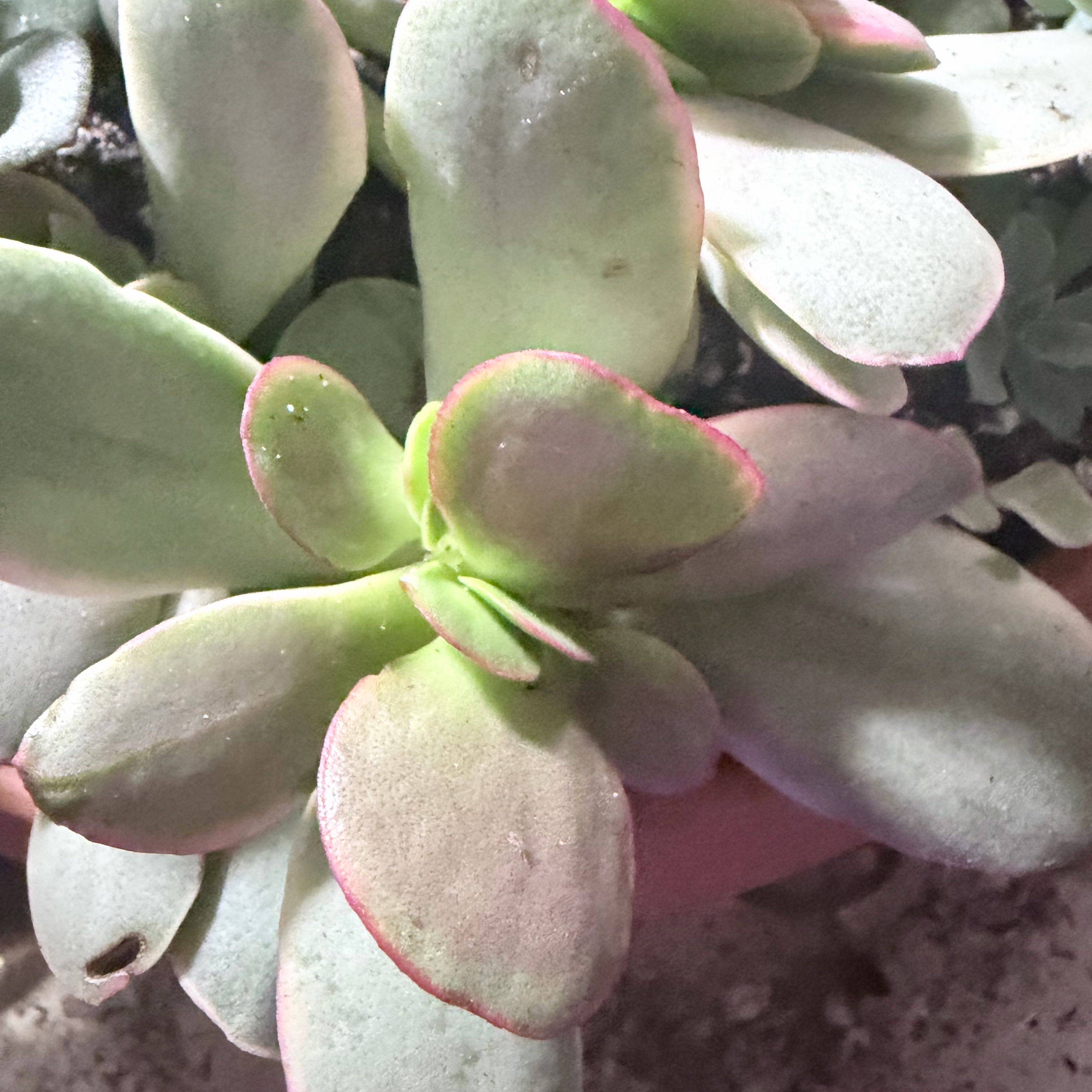 Photo of the plant species Pink Jade by @SpookyLink named Figyonce on Greg, the plant care app