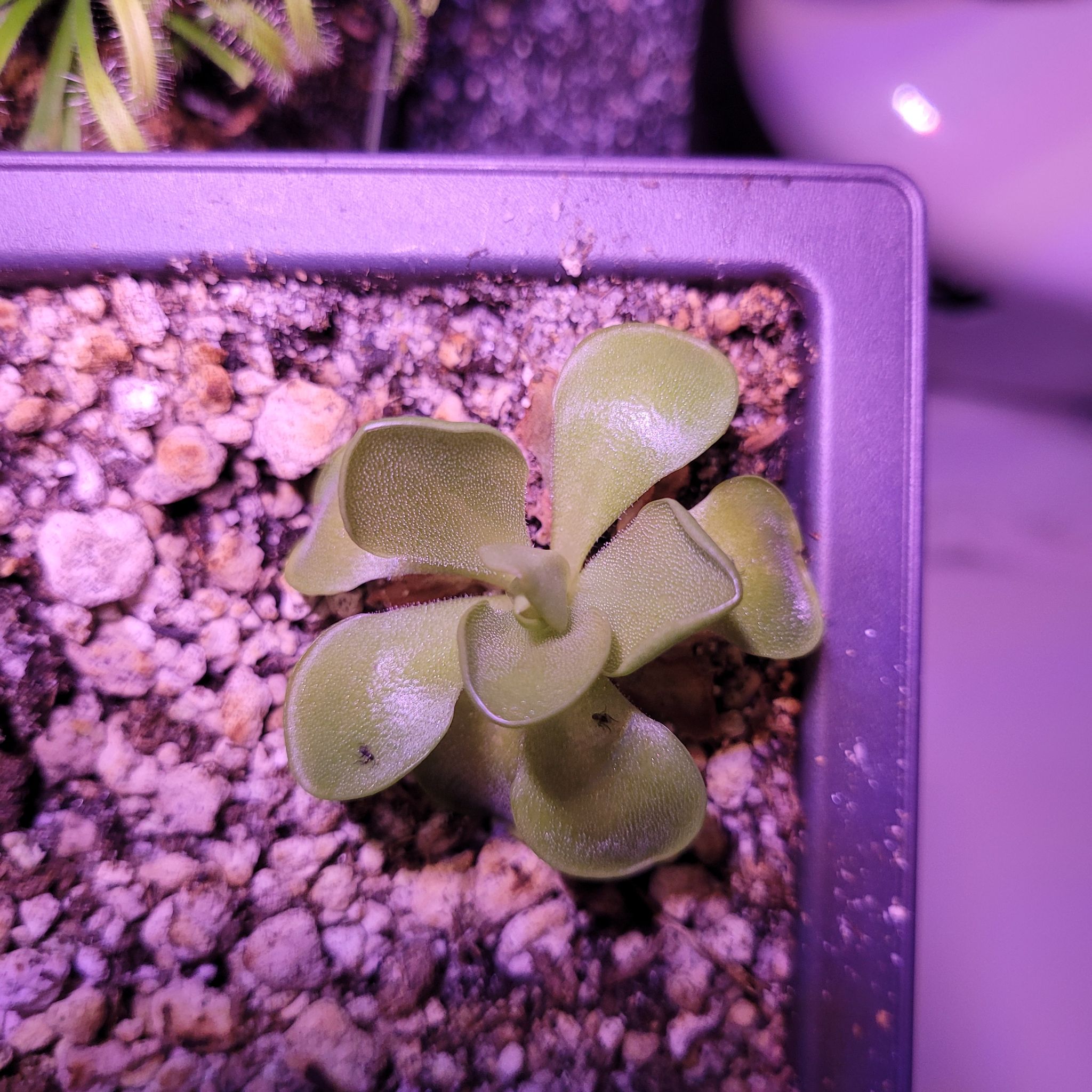 Photo of the plant species Pinguicula Weser by @PoisonRosie named Mollie on Greg, the plant care app