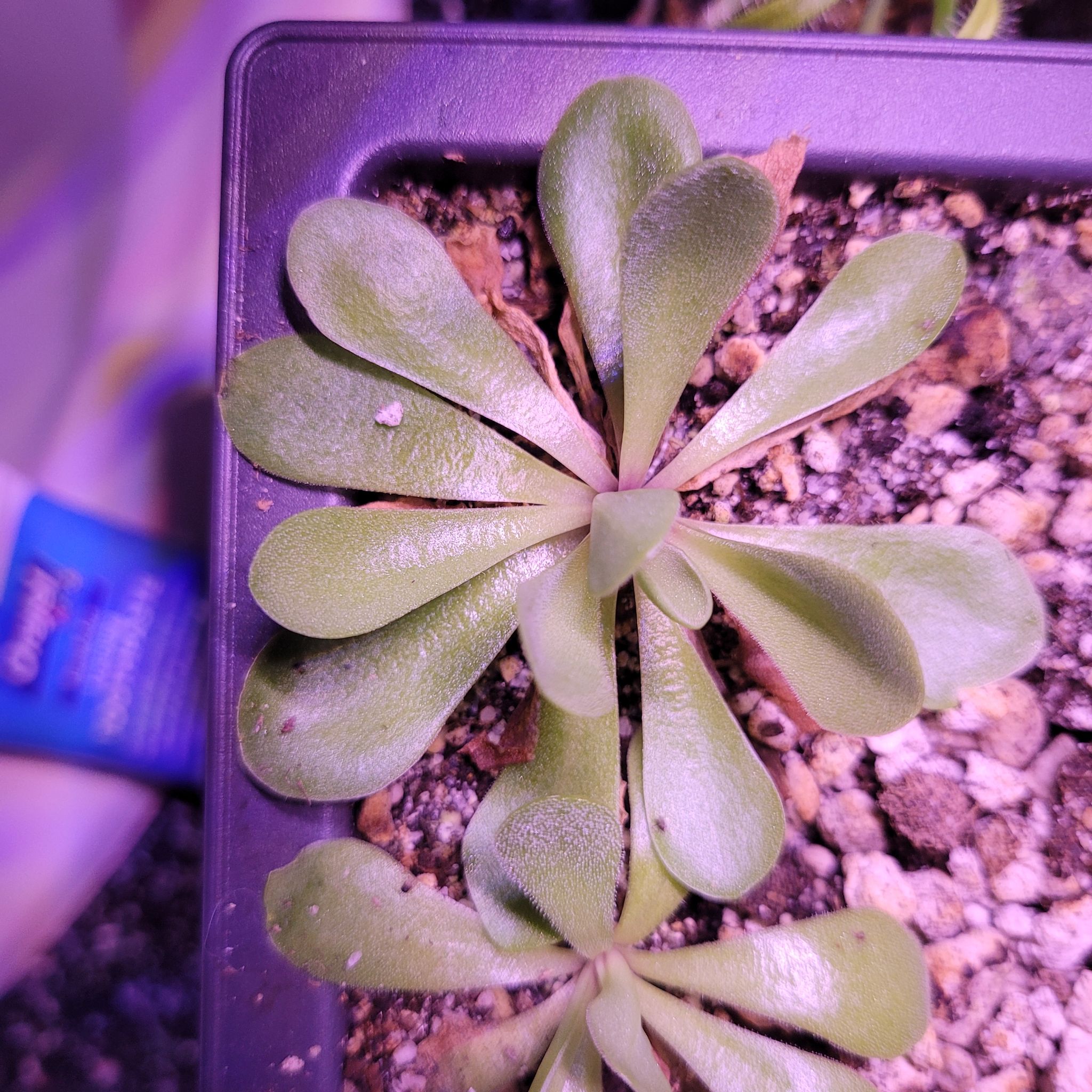 Photo of the plant species Pinguicula agnata gypsicola by @PoisonRosie named Winston on Greg, the plant care app