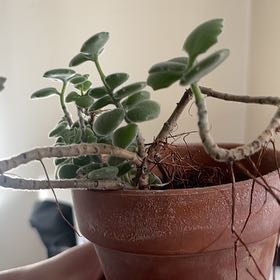 Photo of the plant species Crassula by @ProBluetoadflax named Naomi on Greg, the plant care app