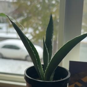 Photo of the plant species Agave desmetiana by @ExpansivePandan named Kylie on Greg, the plant care app