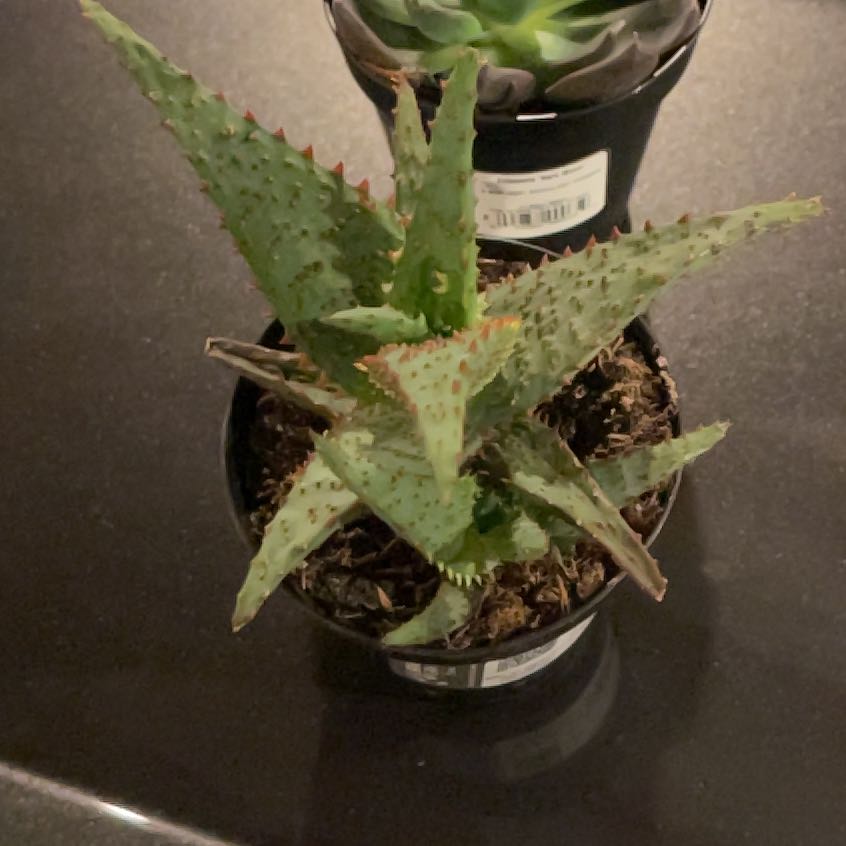 Photo of the plant species Aloe castilloniae 'Blue’ by @GoodGoldenball named Spike Leaves on Greg, the plant care app