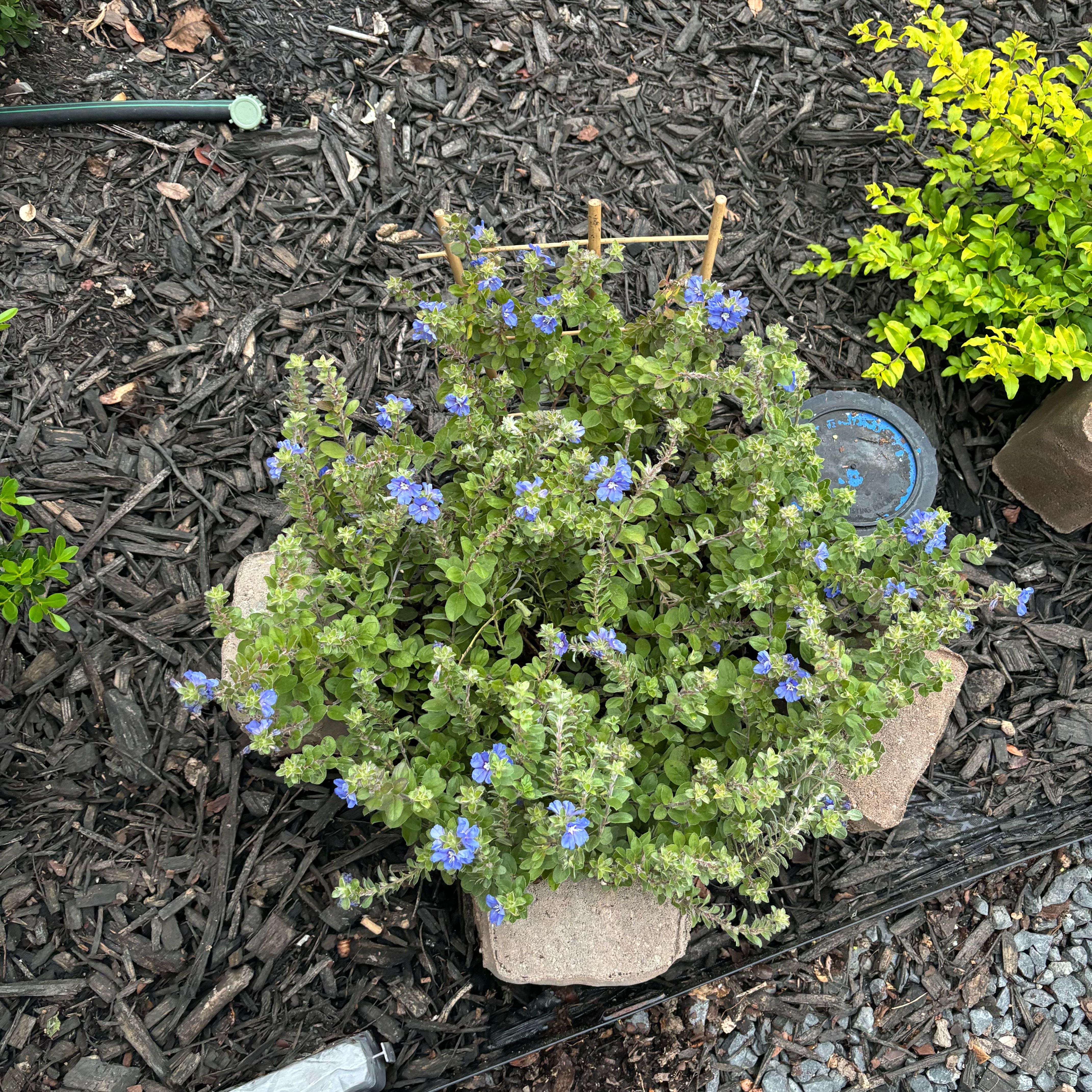 Photo of the plant species Blue Daze by @SugarJiaogulan named Bella on Greg, the plant care app