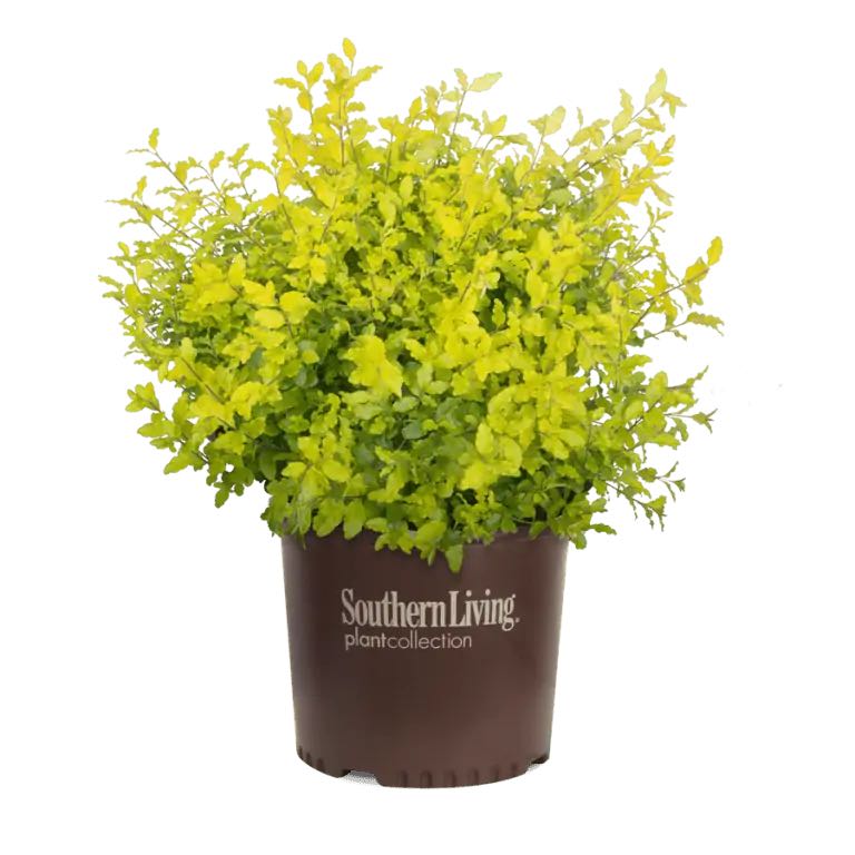 Photo of the plant species Sunshine Ligustrum by @SugarJiaogulan named Marley on Greg, the plant care app